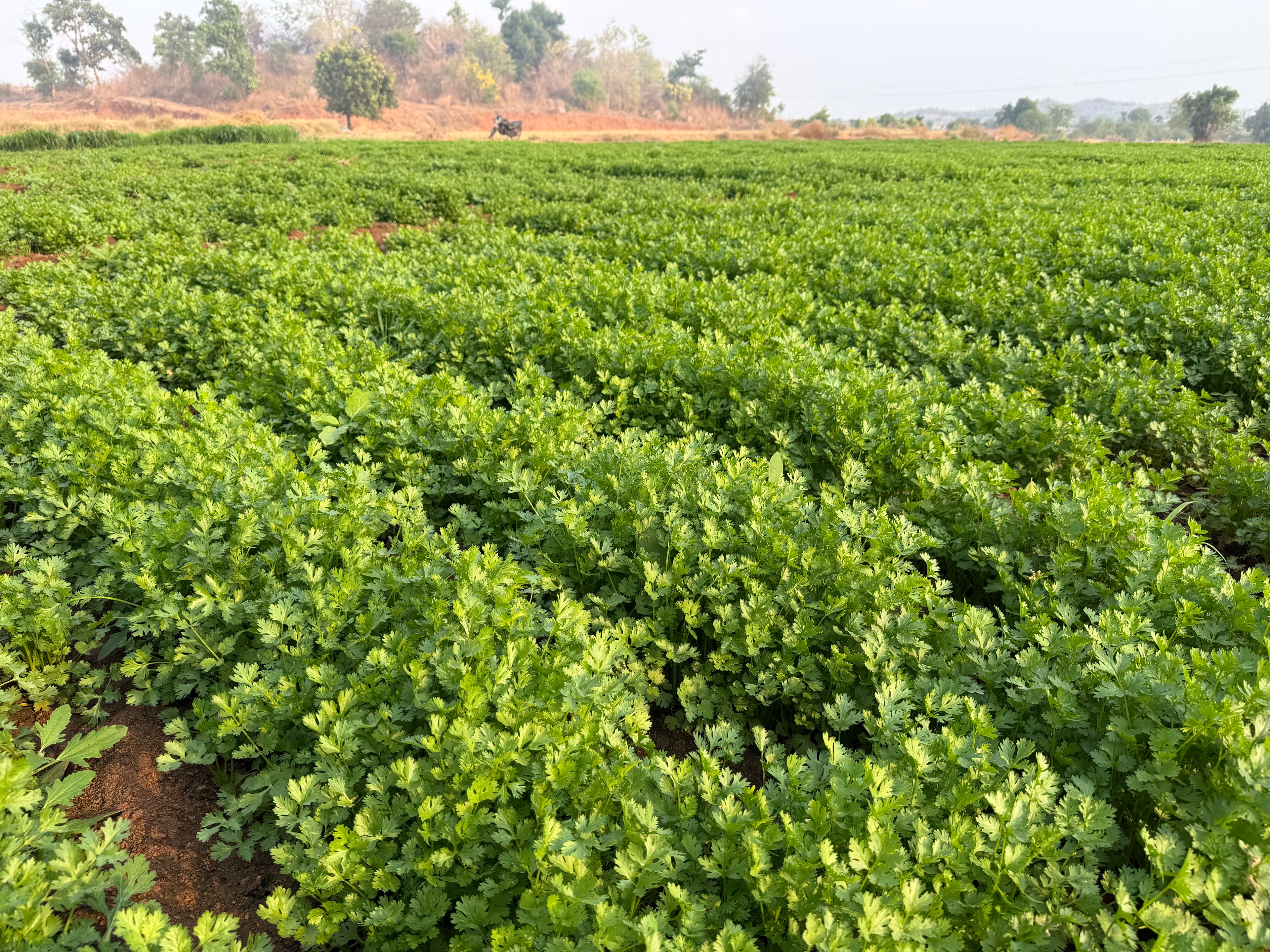 Morocco coriander seeds