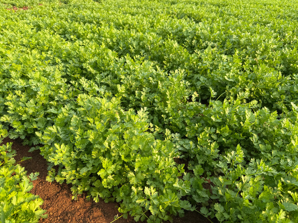 Morocco coriander seeds