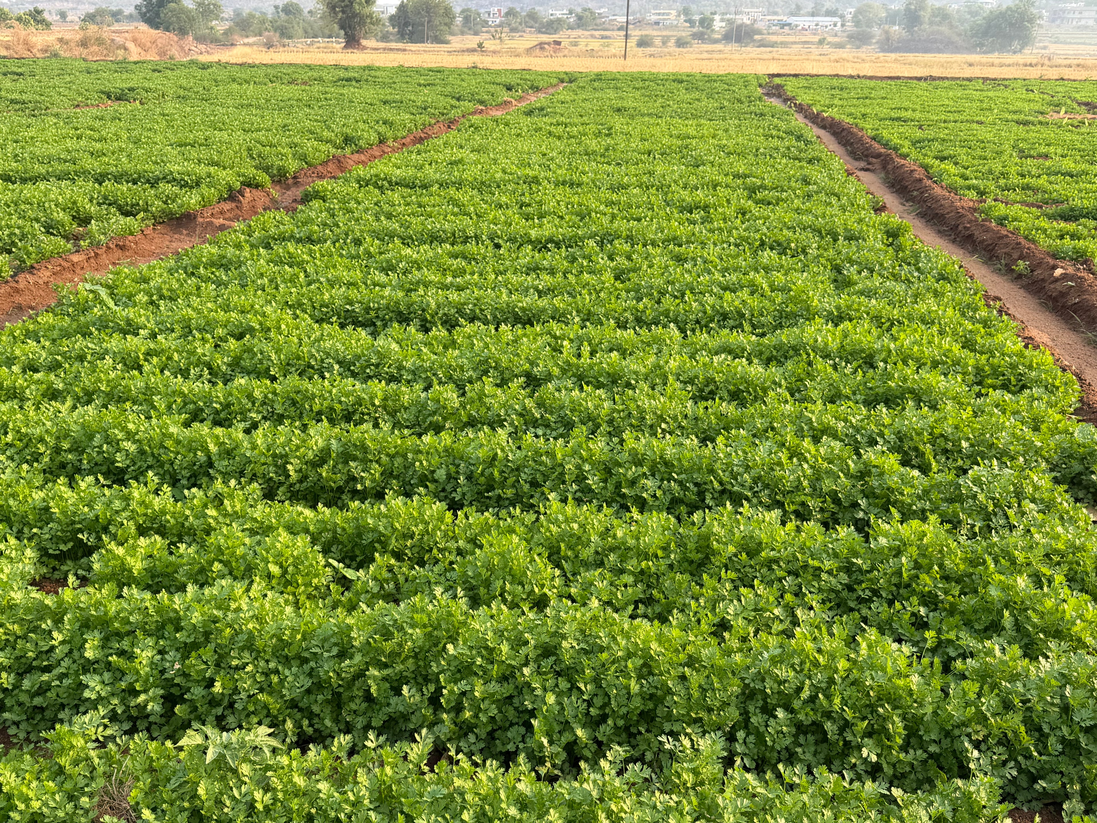Morocco Coriander seeds