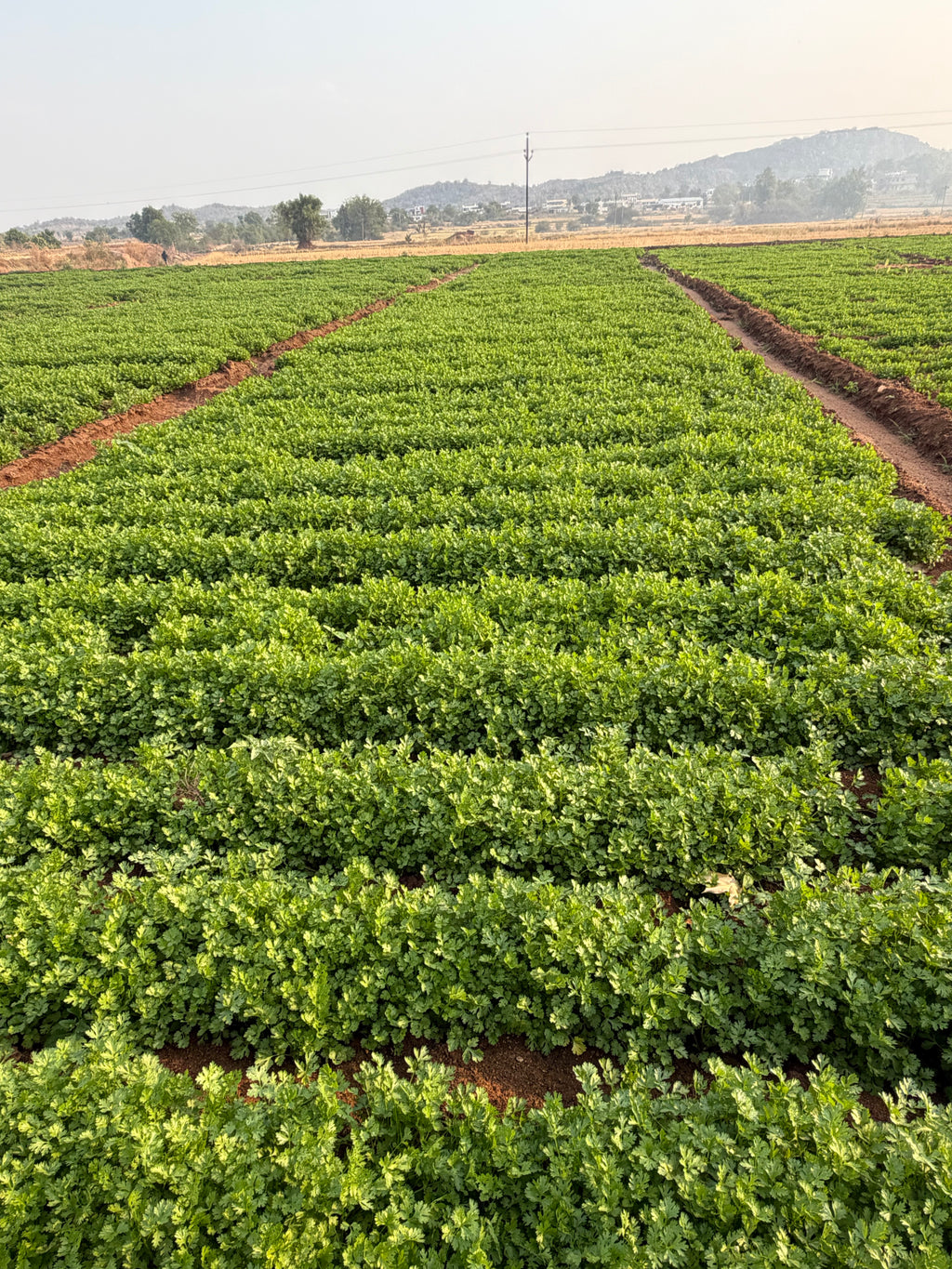 Morocco coriander seeds