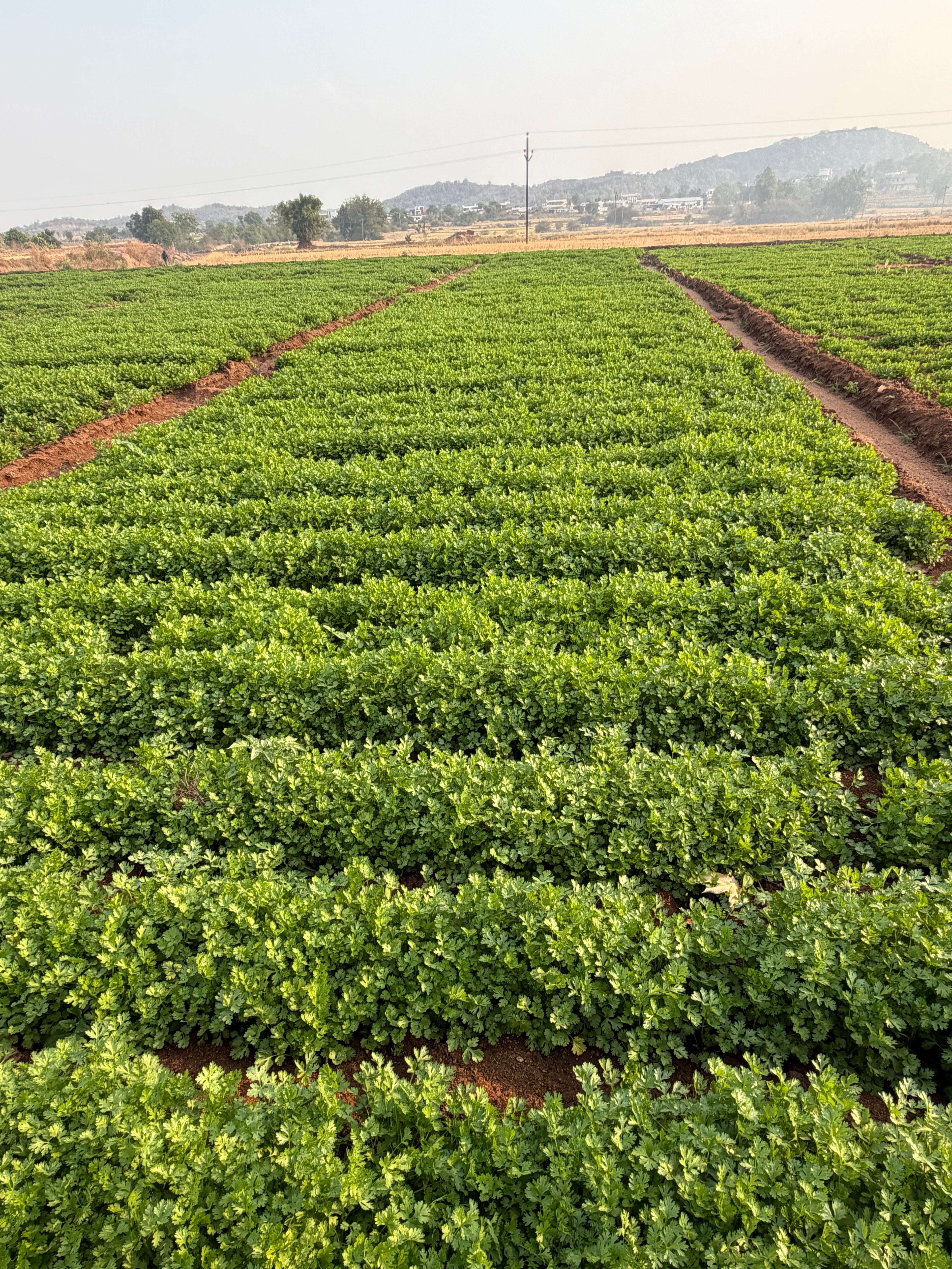 Morocco coriander seeds