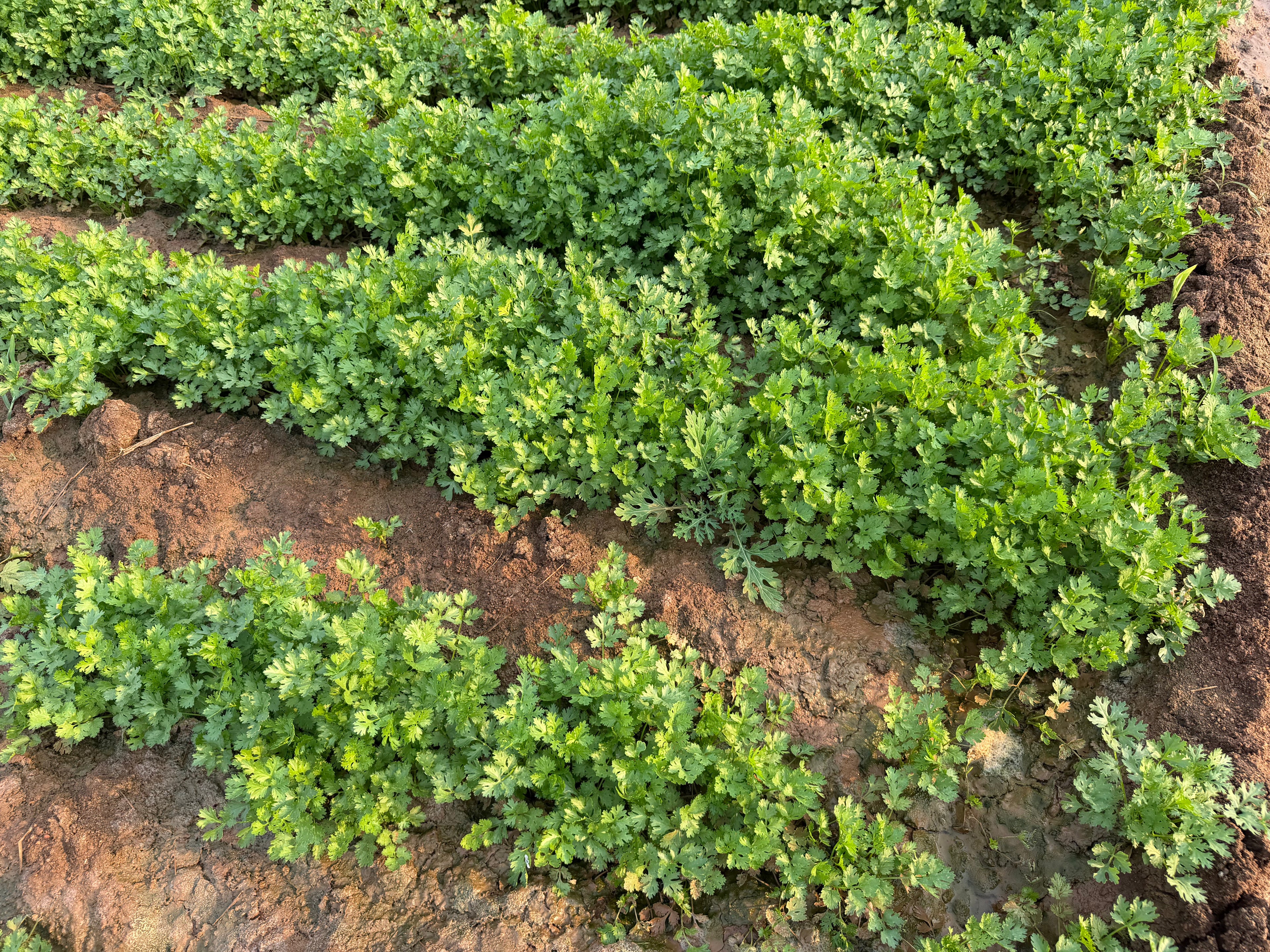 Morocco coriander seeds
