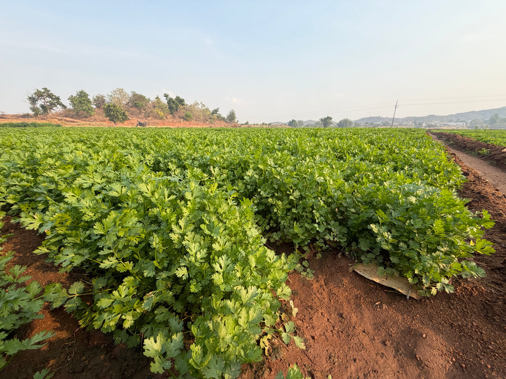 Morocco coriander seeds