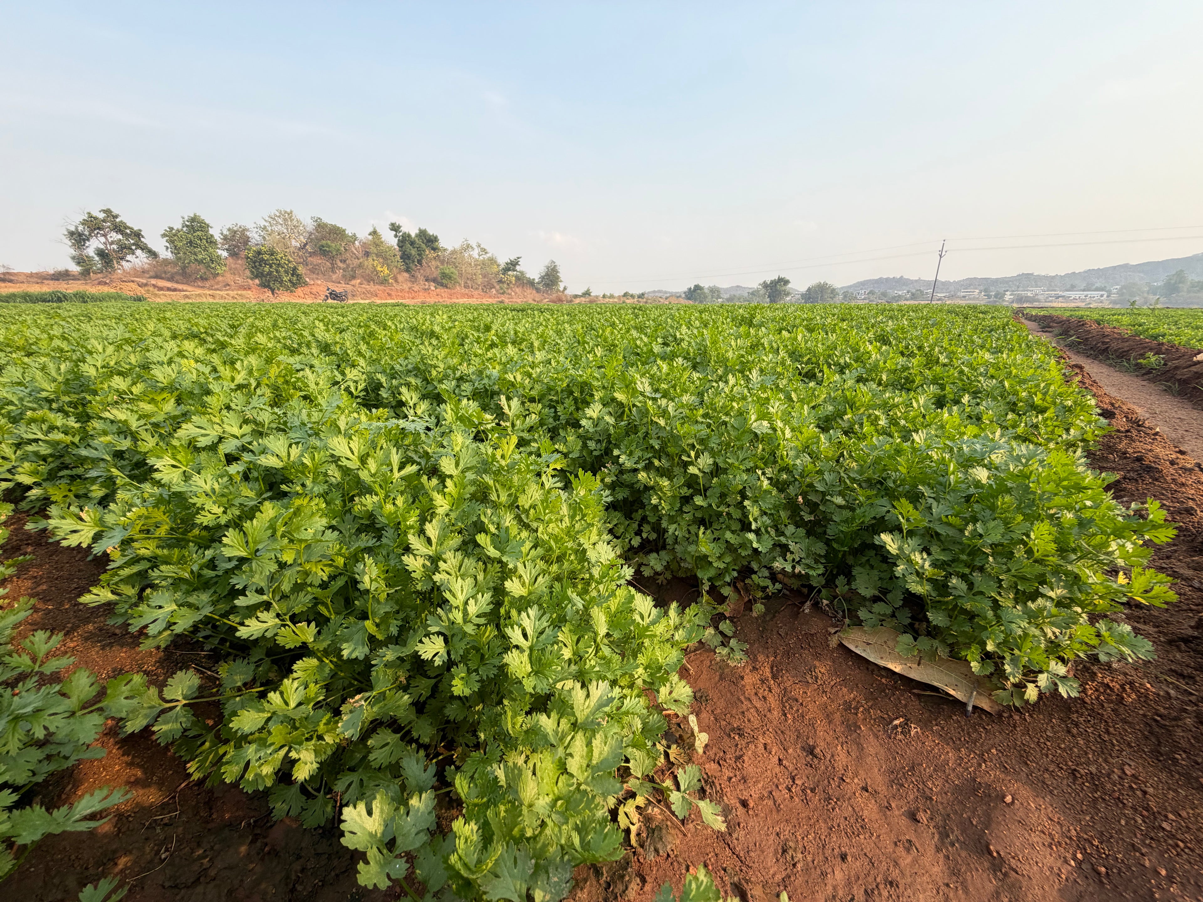 Morocco coriander seeds