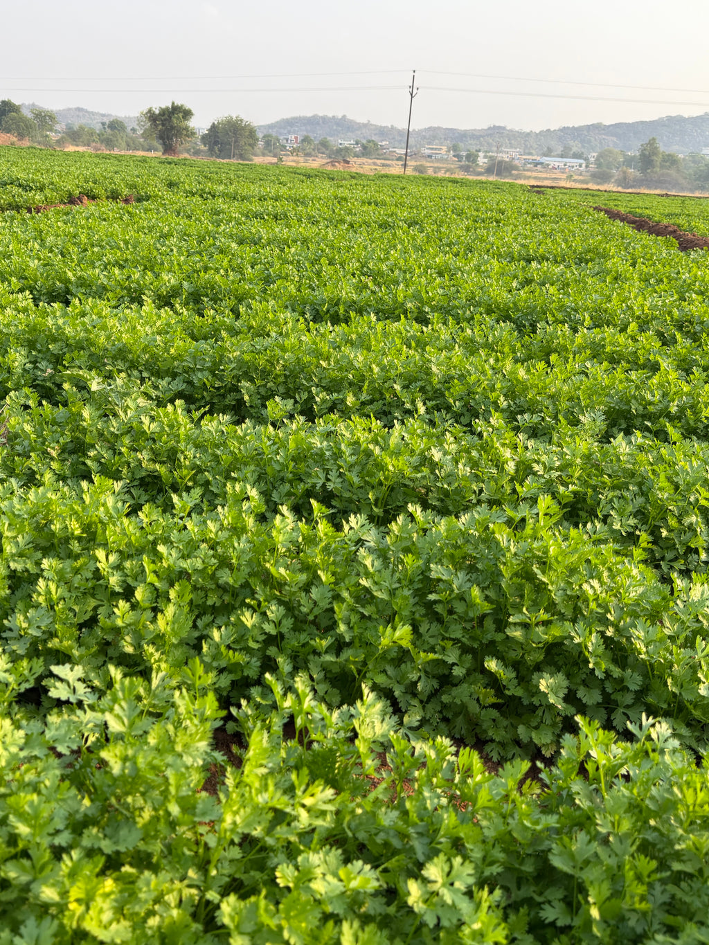 Morocco coriander seeds