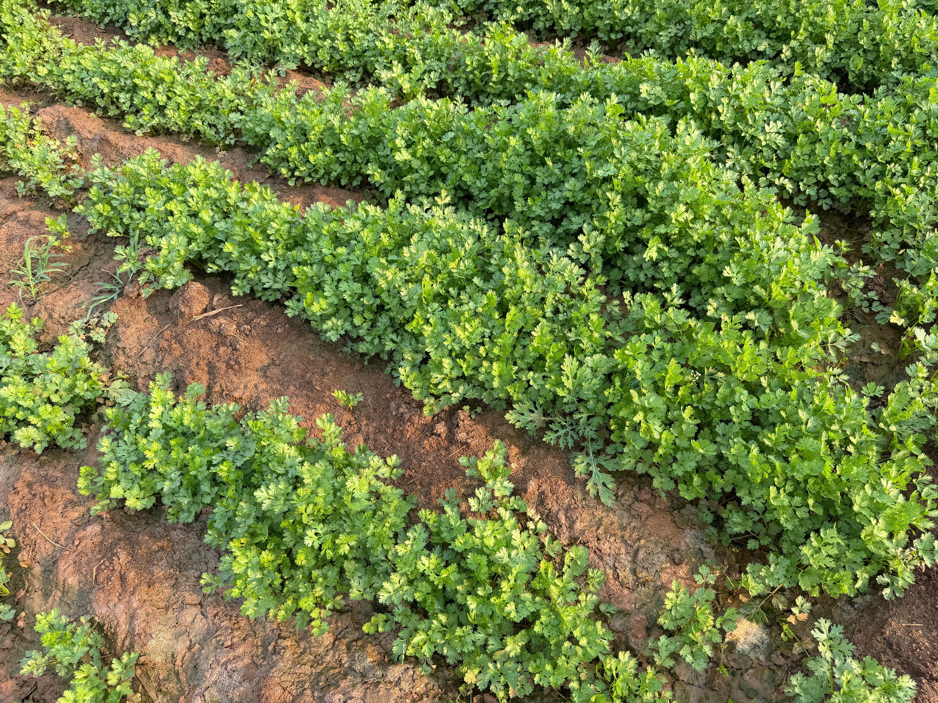 Morocco Coriander seeds